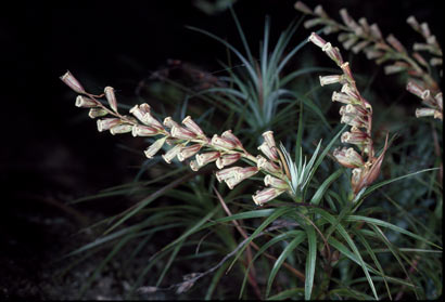 APII jpeg image of Dracophyllum secundum  © contact APII