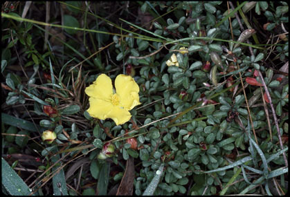 APII jpeg image of Hibbertia diffusa  © contact APII