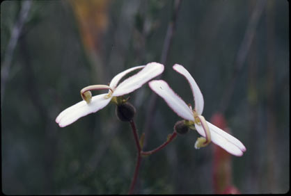 APII jpeg image of Stylidium schoenoides  © contact APII