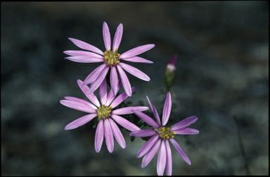 APII jpeg image of Olearia magniflora  © contact APII