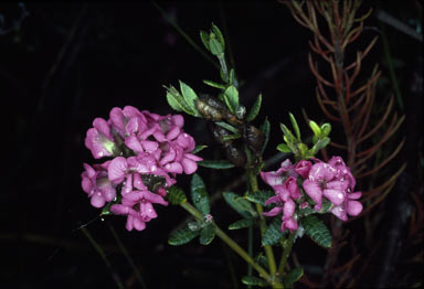 APII jpeg image of Mirbelia rubiifolia  © contact APII