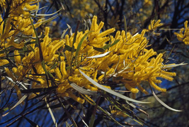 APII jpeg image of Acacia torulosa  © contact APII