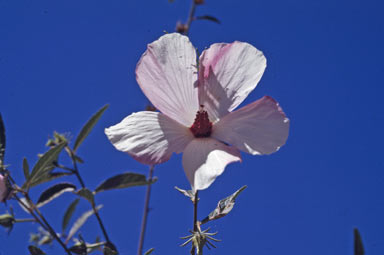 APII jpeg image of Hibiscus meraukensis  © contact APII