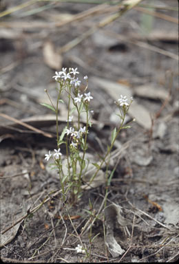 APII jpeg image of Lobelia dioica  © contact APII