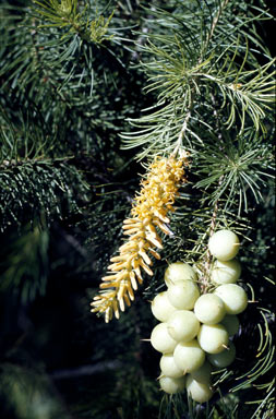 APII jpeg image of Persoonia pinifolia  © contact APII