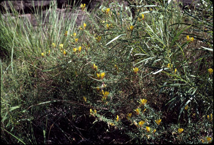 APII jpeg image of Cleome microaustralica  © contact APII