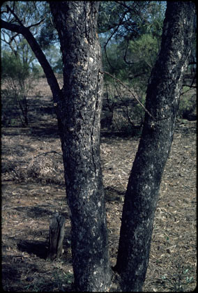 APII jpeg image of Flindersia maculosa  © contact APII