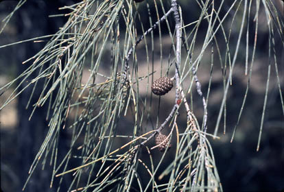 APII jpeg image of Casuarina huegeliana  © contact APII