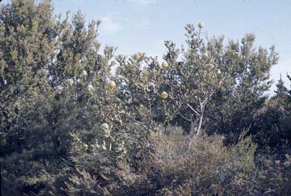 APII jpeg image of Banksia baxteri  © contact APII