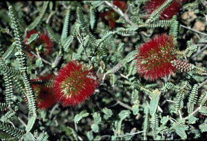 APII jpeg image of Beaufortia orbifolia  © contact APII