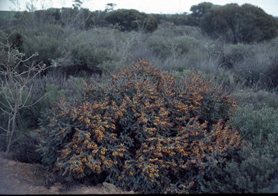 APII jpeg image of Daviesia nudiflora subsp. amplectens  © contact APII