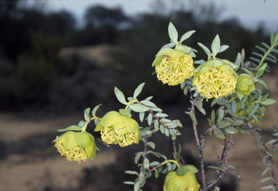 APII jpeg image of Pimelea aeruginosa  © contact APII