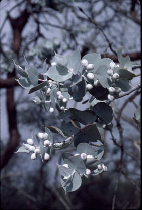 APII jpeg image of Eucalyptus crucis  © contact APII