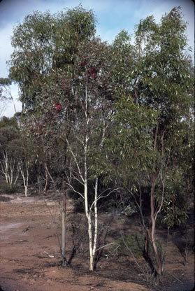 APII jpeg image of Eucalyptus erythronema var. erythronema  © contact APII