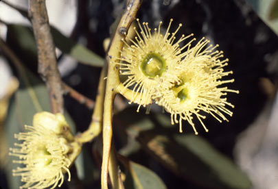 APII jpeg image of Eucalyptus kessellii  © contact APII