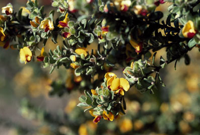 APII jpeg image of Pultenaea heterochila  © contact APII