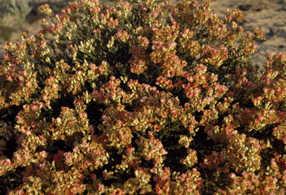 APII jpeg image of Pileanthus peduncularis subsp. peduncularis  © contact APII