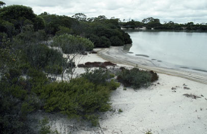 APII jpeg image of Kunzea salina  © contact APII