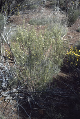 APII jpeg image of Grevillea nematophylla subsp. nematophylla  © contact APII