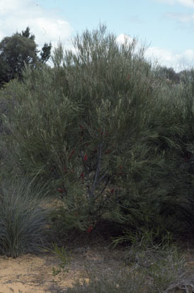 APII jpeg image of Hakea bucculenta  © contact APII