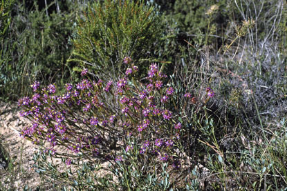 APII jpeg image of Calytrix eneabbensis  © contact APII