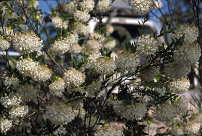 APII jpeg image of Pimelea leucantha  © contact APII