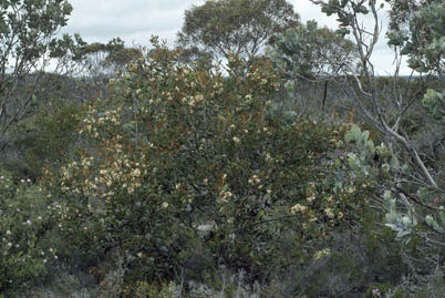 APII jpeg image of Hakea pandanicarpa subsp. crassifolia  © contact APII