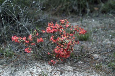 APII jpeg image of Chorizema aciculare subsp. aciculare  © contact APII