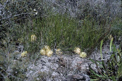 APII jpeg image of Petrophile prostrata  © contact APII