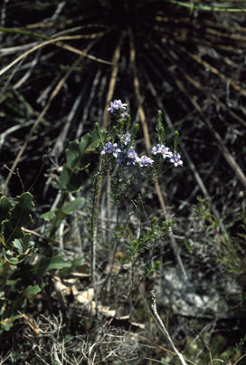 APII jpeg image of Philotheca nodiflora subsp. lasiocalyx  © contact APII