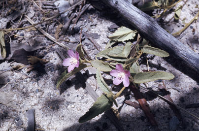 APII jpeg image of Hibiscus sturtii var. sturtii  © contact APII