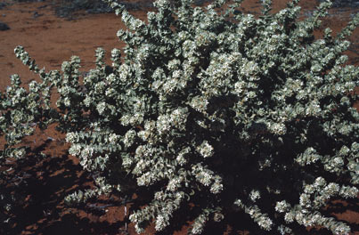 APII jpeg image of Cyphanthera odgersii subsp. odgersii  © contact APII