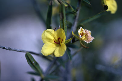 APII jpeg image of Labichea lanceolata subsp. brevifolia  © contact APII