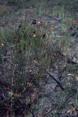 APII jpeg image of Daviesia gracilis  © contact APII