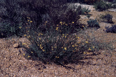 APII jpeg image of Daviesia longifolia  © contact APII