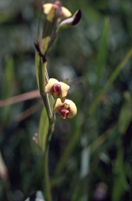 APII jpeg image of Daviesia elongata subsp. elongata  © contact APII