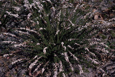 APII jpeg image of Babingtonia camphorosmae  © contact APII