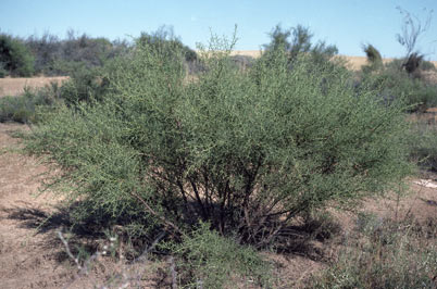 APII jpeg image of Daviesia angulata  © contact APII