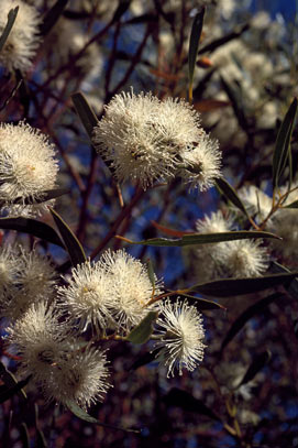 APII jpeg image of Eucalyptus cylindriflora  © contact APII