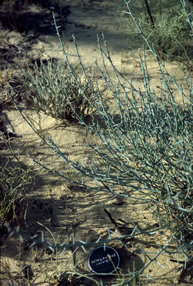 APII jpeg image of Daviesia sarissa subsp. redacta  © contact APII