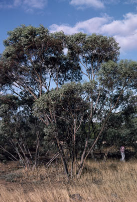 APII jpeg image of Eucalyptus cretata  © contact APII