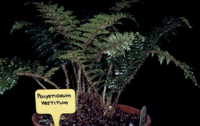 APII jpeg image of Polystichum vestitum  © contact APII