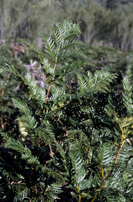 APII jpeg image of Pteridium esculentum  © contact APII