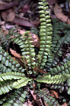 APII jpeg image of Blechnum fluviatile  © contact APII