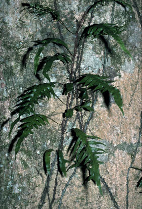 APII jpeg image of Zealandia pustulata subsp. pustulata  © contact APII