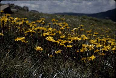 APII jpeg image of Senecio pectinatus  © contact APII