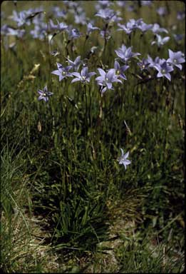 APII jpeg image of Wahlenbergia ceracea  © contact APII