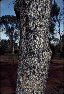 APII jpeg image of Flindersia maculosa  © contact APII