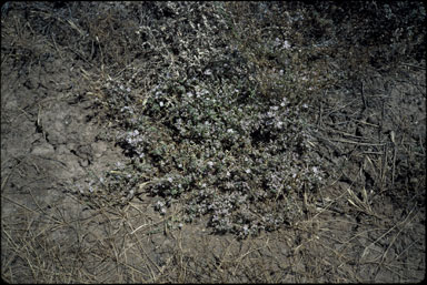 APII jpeg image of Frankenia serpyllifolia  © contact APII