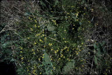 APII jpeg image of Goodenia heteromera  © contact APII